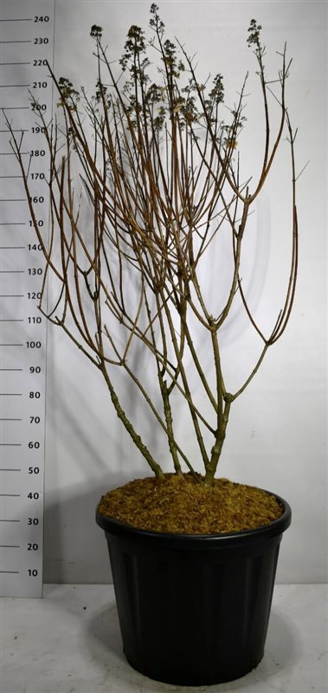 Hydrangea pan. 'Wim's Red' - C110 125-150 CM